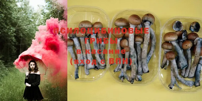 Галлюциногенные грибы Magic Shrooms  даркнет сайт  Городовиковск 